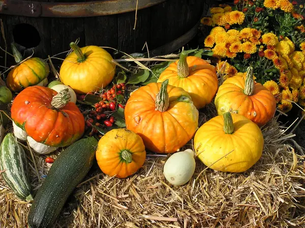 Autumn Harvest Selective Focus — Stock Photo, Image