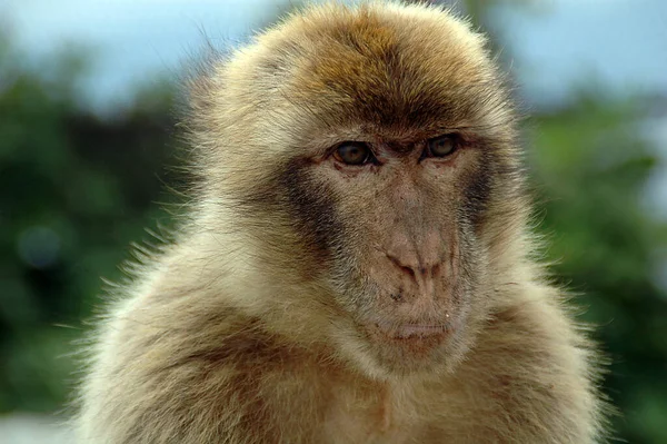 Apenas Macacos Selvagens Europa — Fotografia de Stock