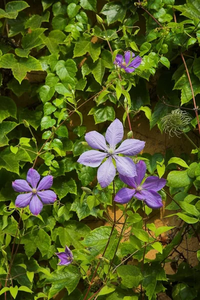 Clematis Pétalos Flores Flora — Foto de Stock