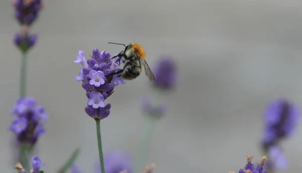 Malerischer Blick Auf Schönen Violetten Lavendel — Stockfoto