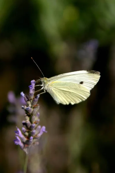 蝶や野生の概念を閉じ込め — ストック写真