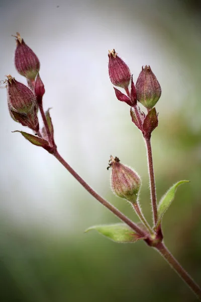 Bourgeons Clou Girofle Rouge Silene Dioica — Photo