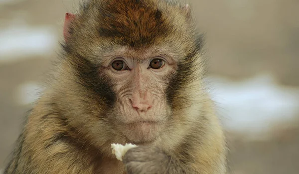 Piace Sempre Guardare Questi Animali — Foto Stock