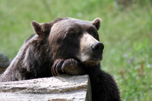 Brązowy Niedźwiedź Zwierzę Grizzly — Zdjęcie stockowe