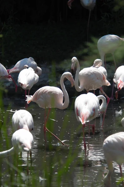 Vista Panorâmica Belo Pássaro Flamingo Natureza — Fotografia de Stock
