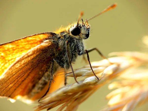 Vahşi Doğada Böceğe Yakın Çekim — Stok fotoğraf