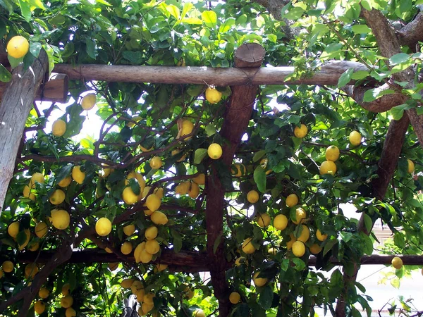 Limoni Freschi Succosi Agrumi — Foto Stock