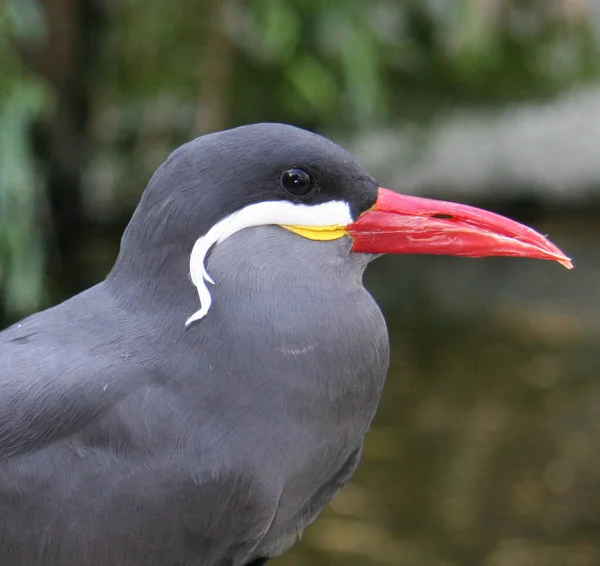 Vue Panoramique Belle Inca Tern Nature — Photo