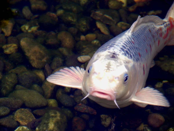 Ikan Koi Ikan Danau Asia — Stok Foto