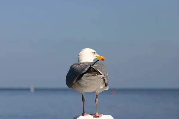 Observation Des Oiseaux Oiseau Mignon Nature Sauvage — Photo