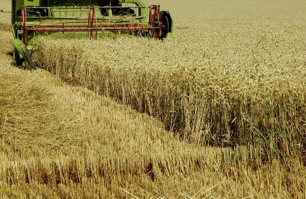 Grain harvest, agriculture harvest time