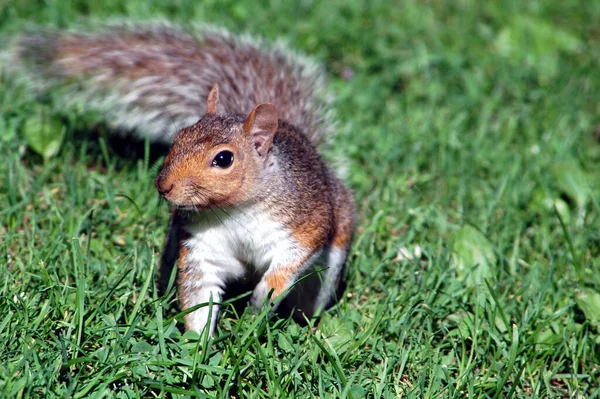 Animale Scoiattolo Roditore Adorabile — Foto Stock