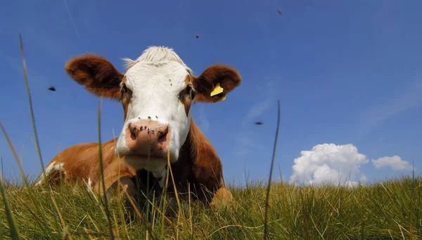 Ganado Doméstico Pasto — Foto de Stock