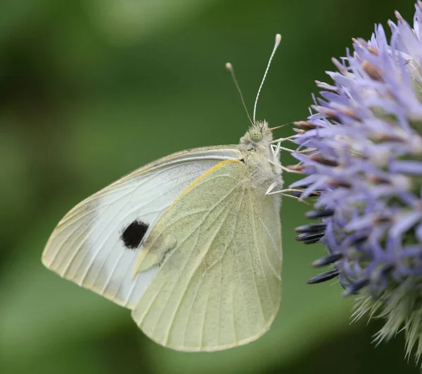 Nahaufnahme Von Wanzen Der Wilden Natur — Stockfoto