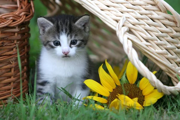 緑の背景に花が咲くバスケットの子猫 — ストック写真