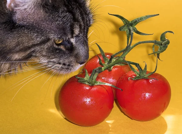 Nog Niet Weer Tomatensalade — Stockfoto