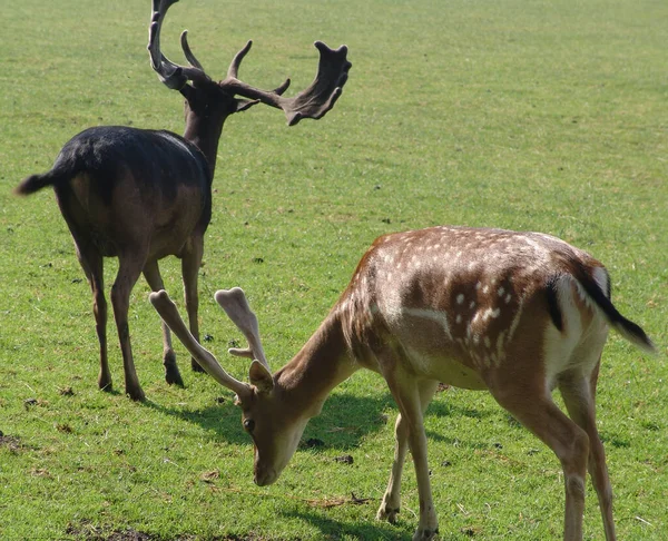 Cerf Animal Sauvage Faune — Photo