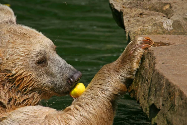 Detailní Záběr Zvířat Zoologické Zahradě — Stock fotografie