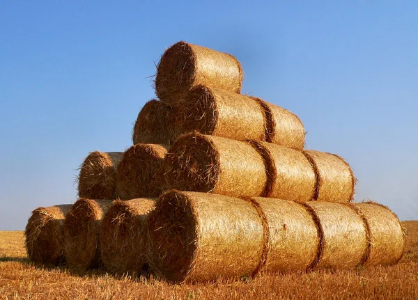 Visão Panorâmica Agricultura Foco Seletivo — Fotografia de Stock