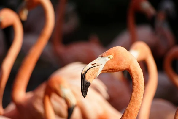 フラミンゴの目には — ストック写真