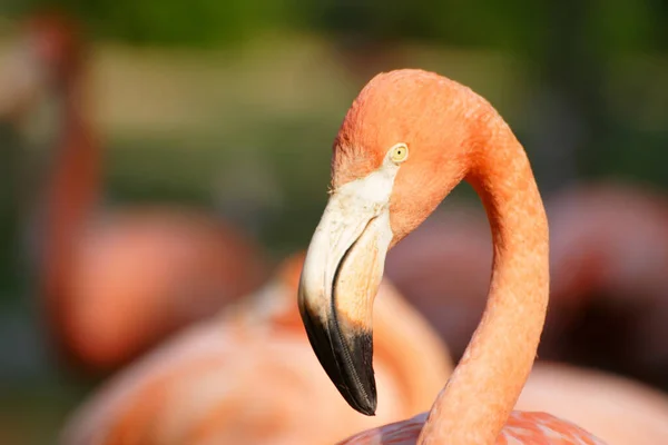 Het Oog Van Flamingo — Stockfoto