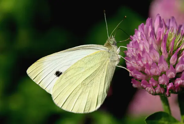 양배추 흰나비 — 스톡 사진