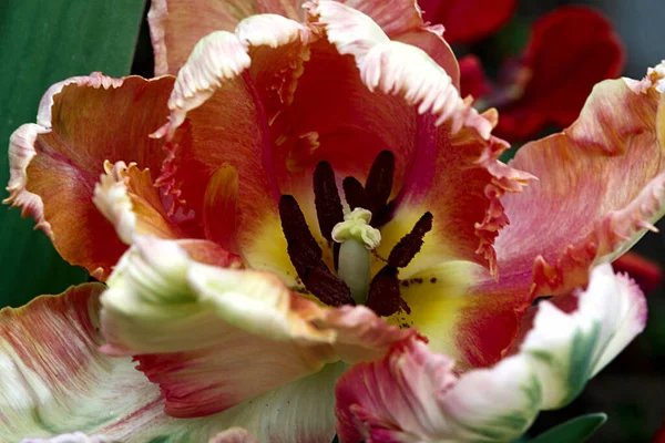 Tulip Splendour Spring — Stock Photo, Image