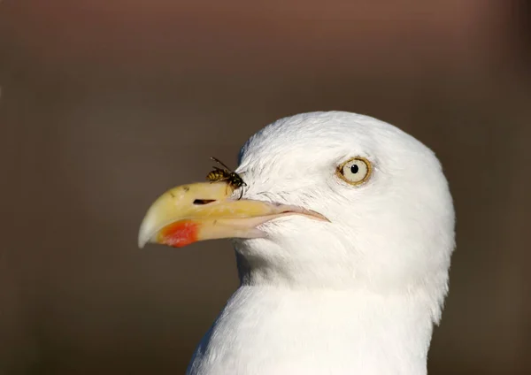 Detailní Pohled Vosí Hmyz Makro Záběru — Stock fotografie