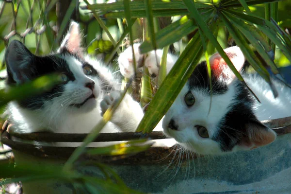 Los Dos Sintieron Cómodos Cubo Valla Del Jardín Mantuvieron Siesta — Foto de Stock