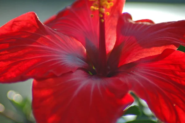 Cênica Bela Flor Hibisco Colorido — Fotografia de Stock