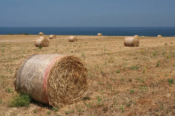 Zemědělské Pole Slámovými Balíky — Stock fotografie