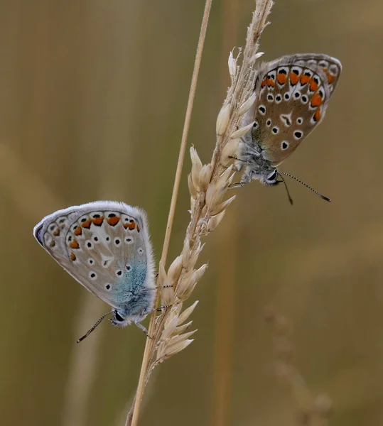 Estado Buscando Esta Pareja Azul Azul Aquí Realidad Quería Fotografiar — Foto de Stock