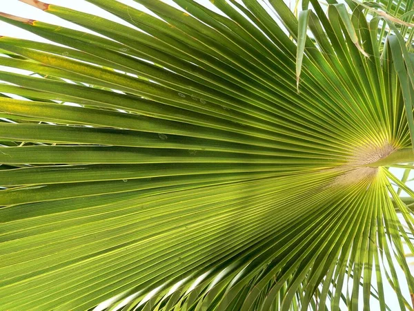 Beautiful Botanical Shot Natural Wallpaper — Stock Photo, Image