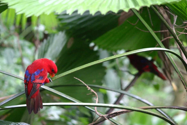 Papagaio Zoológico Cingapura — Fotografia de Stock