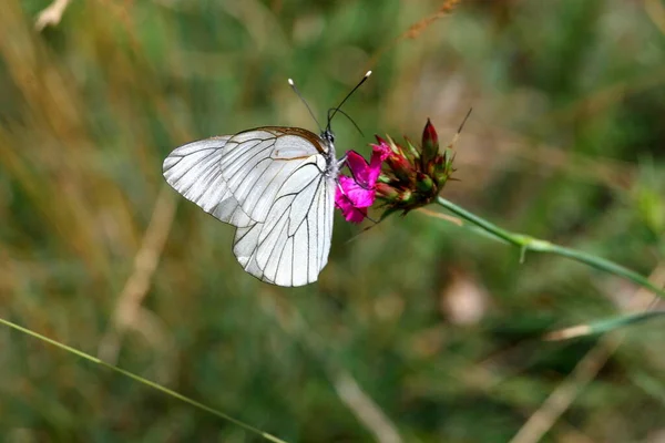 ツリーホワイトリング Aporia Crataegi 科ピエール科の蛾です 翼の表面は白く 黒い色の静脈ははっきりと定着します クラテギは世代 北ユールで飛ぶ — ストック写真