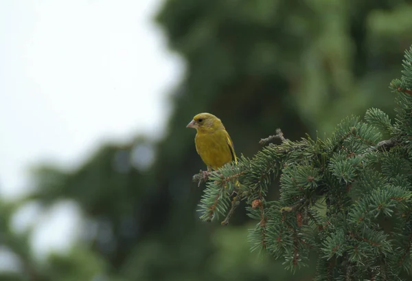 Malerischer Blick Auf Schöne Süße Finkenvogel — Stockfoto