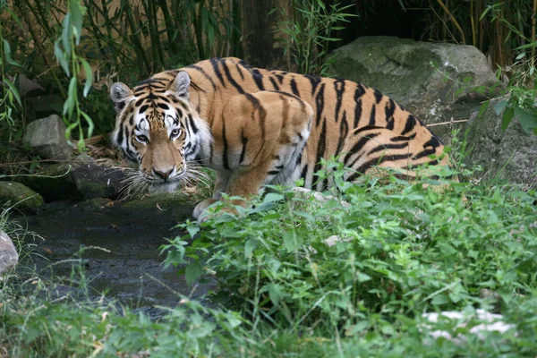 Randig Tiger Djur Rovdjur Vildkatt — Stockfoto