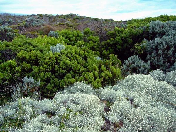 Great Ocean Road Australia Południowa 2004 — Zdjęcie stockowe