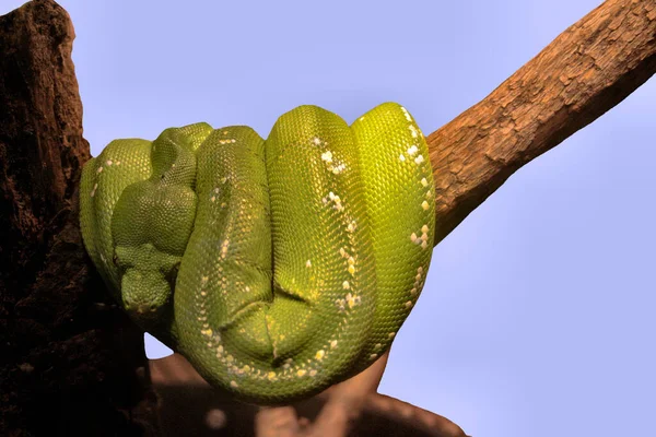 雄大な野生のパイソンヘビの眺め — ストック写真