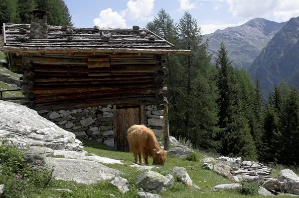 Alpská Bouda Horským Dobytkem — Stock fotografie
