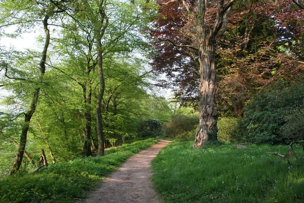 Landschappelijk Uitzicht Flora Wilde Bossen — Stockfoto