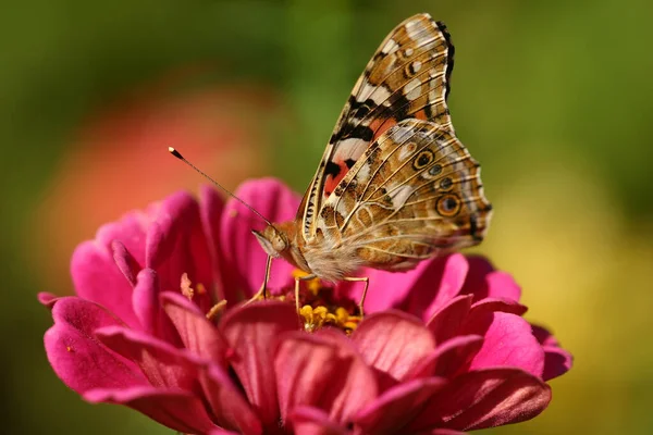 Primer Plano Mariposa Concepto Salvajismo —  Fotos de Stock