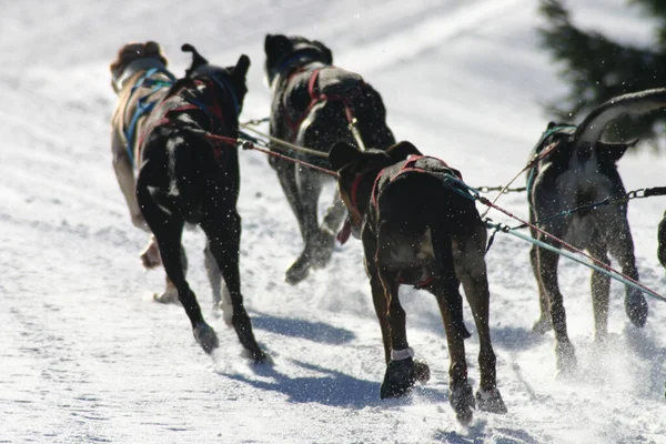 Plan Extérieur Chiens Mignons — Photo