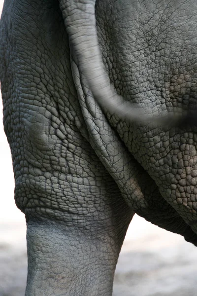 Detailní Záběr Zvířat Zoologické Zahradě — Stock fotografie