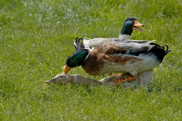 Blick Auf Schöne Vögel Der Natur — Stockfoto