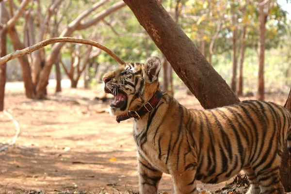 Inne Tigertemplet Nära Kanchanaburi Thailand — Stockfoto