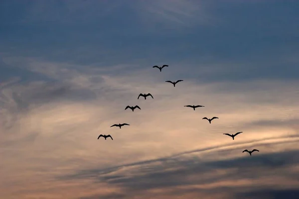 Flock Birds Flying Sky — Stock Photo, Image