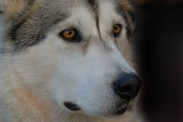 Retrato Lindo Perro — Foto de Stock