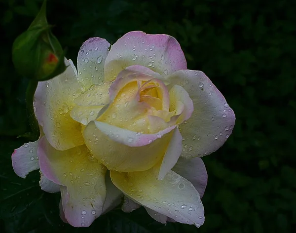 Pluie Apporte Bénédiction Tant Aucun Escargot Est Boueux Jusqu Floraison — Photo