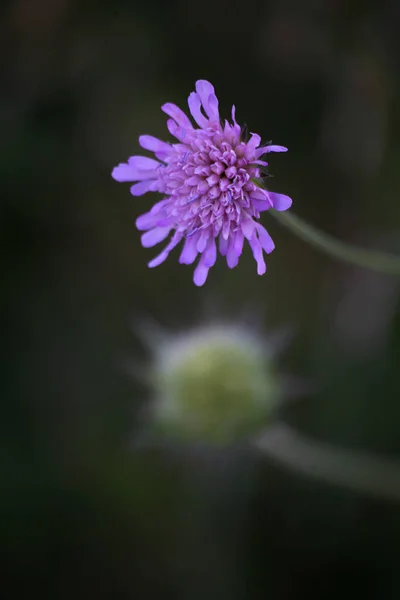 Bir Knautia Arvensis Çiçeği Arka Planda Bulanık Çiçeğin Başka Bir — Stok fotoğraf